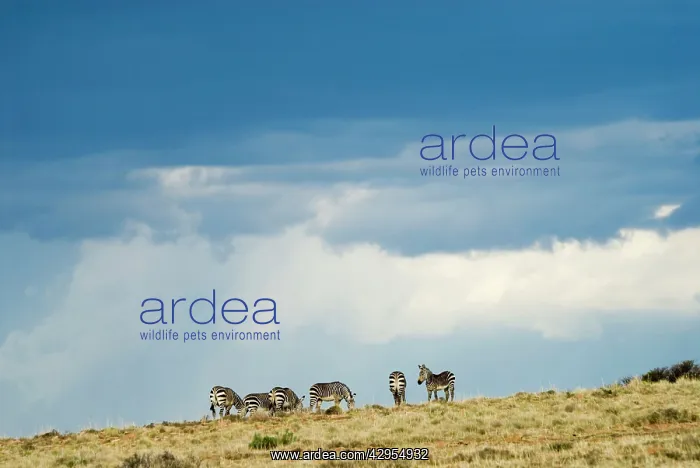 : Cape Mountain Zebra against stormy sky : Cape Mountain Zebra against stormy sky