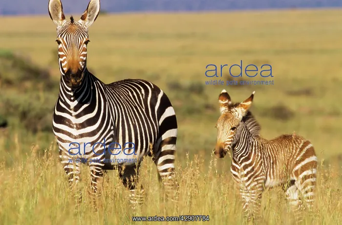 : Cape Mountain ZEBRA - With young : Cape Mountain ZEBRA - With young