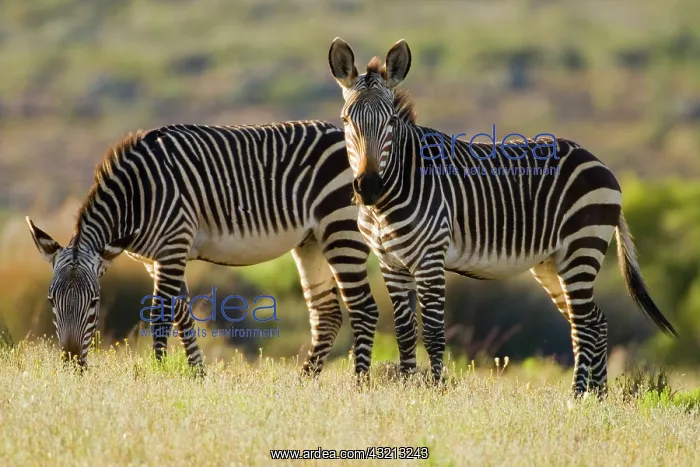 : Cape Mountain Zebras at Bushman's Kloof : Cape Mountain Zebras at Bushman's Kloof