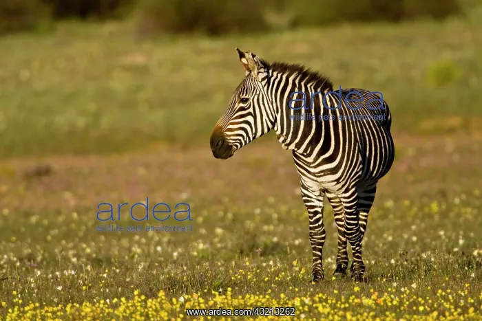 : Cape Mountain Zebras at Bushman's Kloof : Cape Mountain Zebras at Bushman's Kloof