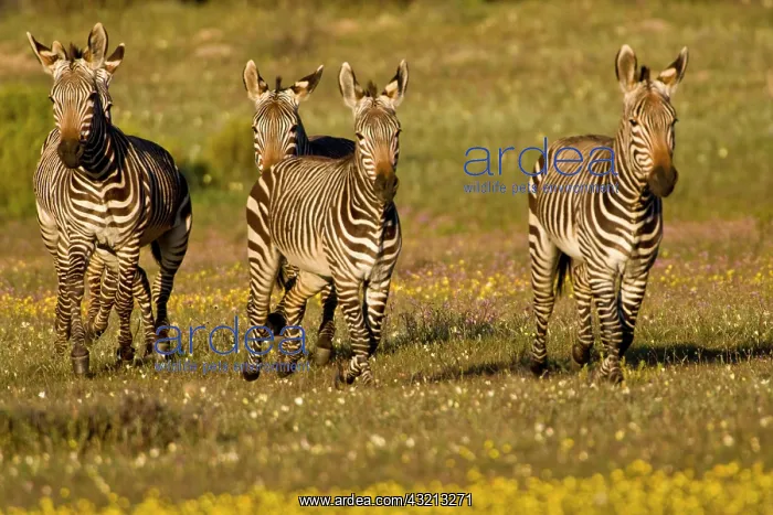 : Cape Mountain Zebras at Bushman's Kloof : Cape Mountain Zebras at Bushman's Kloof