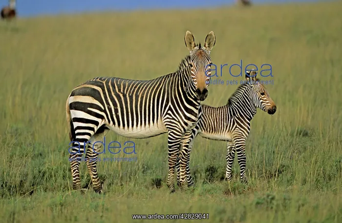 : Cape Mountain Zebras - Mother with young : Cape Mountain Zebras - Mother with young