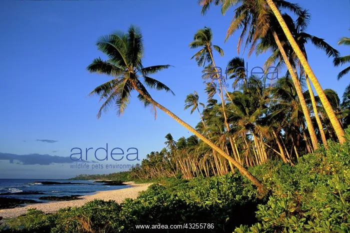 : Cape Mulinuu, Savaii, Samoa beach : Cape Mulinuu, Savaii, Samoa beach
