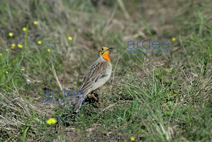 : Cape / Orange-throated Longclaw : Cape / Orange-throated Longclaw