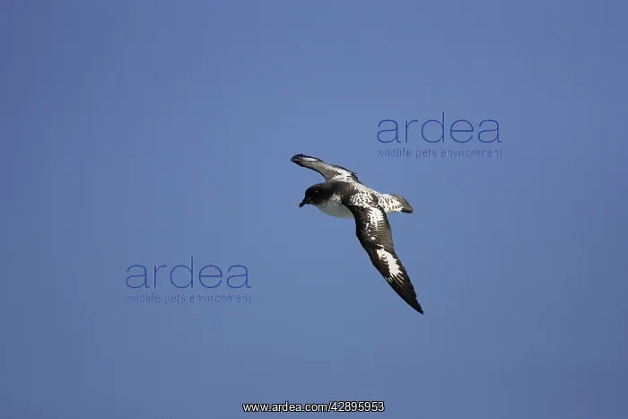 : Cape / Painted Petrel - in flight : Cape / Painted Petrel - in flight
