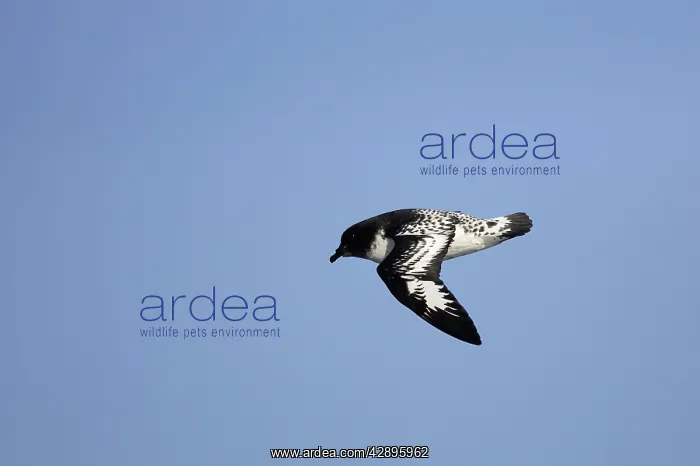 : Cape / Painted Petrel - in flight : Cape / Painted Petrel - in flight