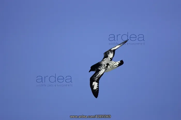 : Cape / Painted Petrel - in flight : Cape / Painted Petrel - in flight