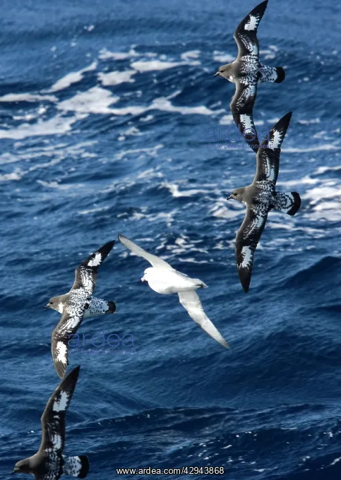  : Cape  /  Painted Petrel - Four fying with Southern