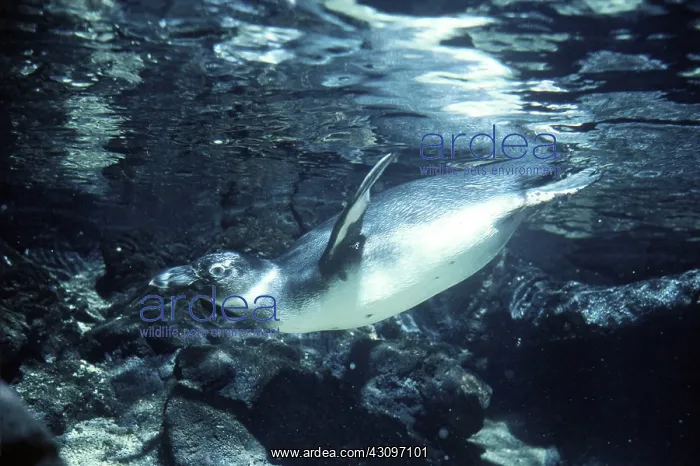 : Cape Penguin Underwater : Cape Penguin Underwater