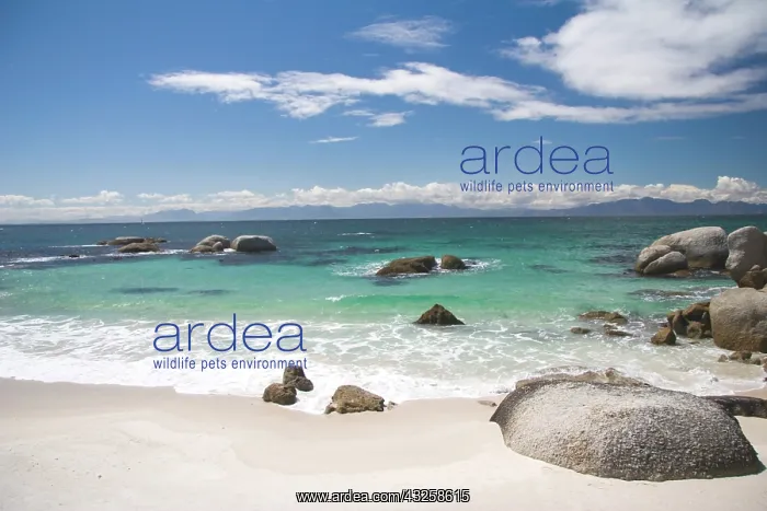 : Cape Peninsula, Cape Town, South Africa : Cape Peninsula, Cape Town, South Africa