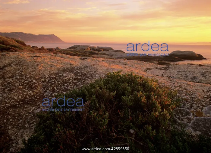 : Cape Peninsula - rocky coastline at sunrise with : Cape Peninsula - rocky coastline at sunrise with