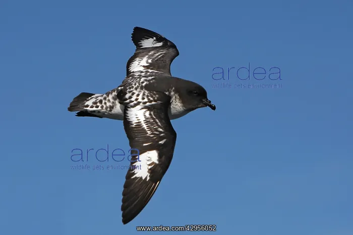 : Cape Petrel : Cape Petrel