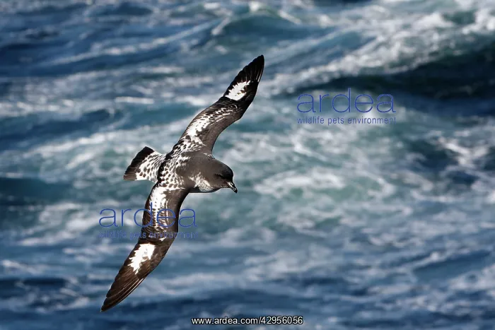: Cape Petrel : Cape Petrel