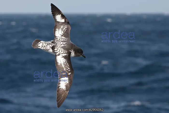 : Cape Petrel : Cape Petrel