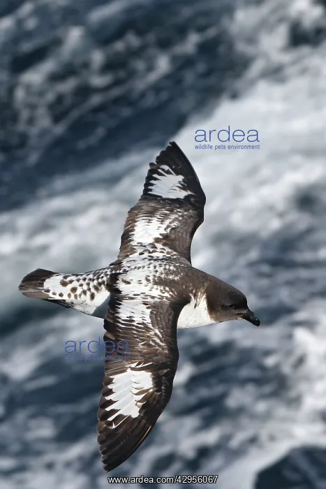: Cape Petrel : Cape Petrel