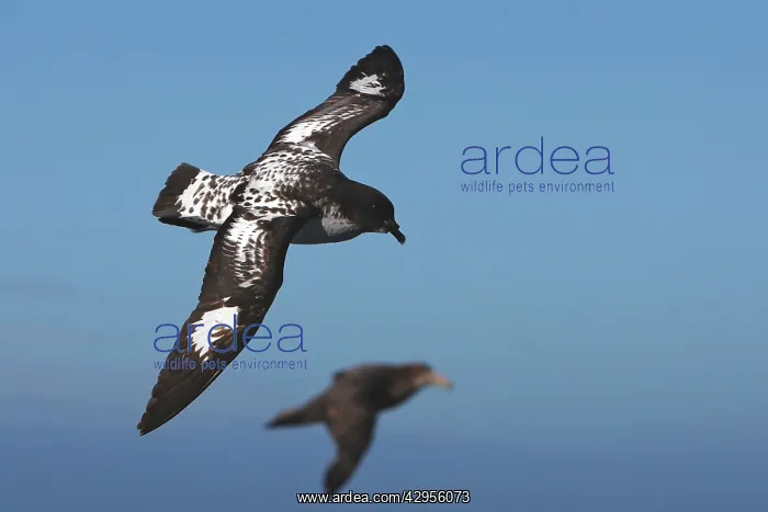 : Cape Petrel : Cape Petrel