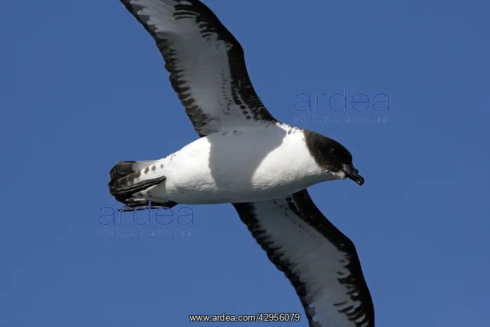 : Cape Petrel : Cape Petrel