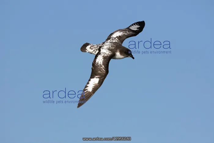 : Cape Petrel : Cape Petrel