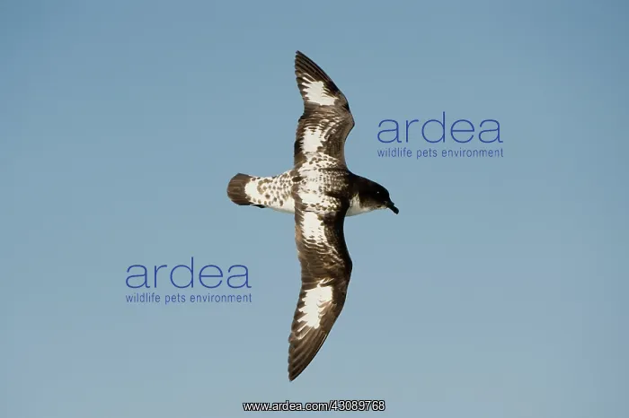 : Cape Petrel : Cape Petrel