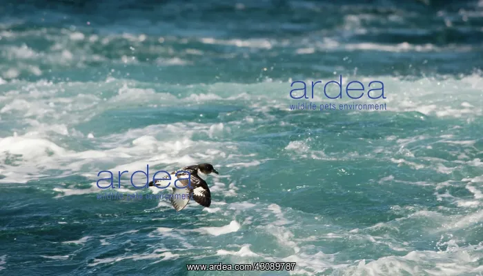  : Cape Petrel