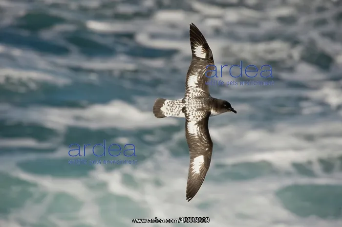  : Cape Petrel
