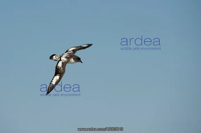 : Cape Petrel : Cape Petrel