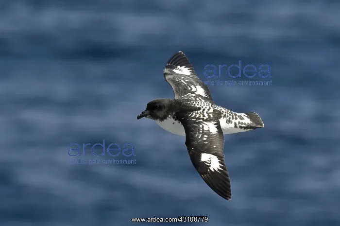 : Cape Petrel : Cape Petrel