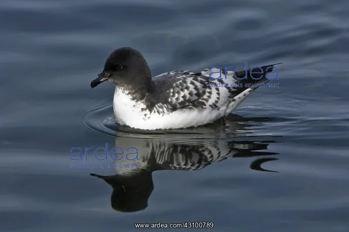 : Cape Petrel : Cape Petrel