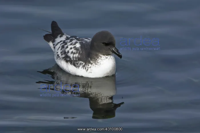 : Cape Petrel : Cape Petrel