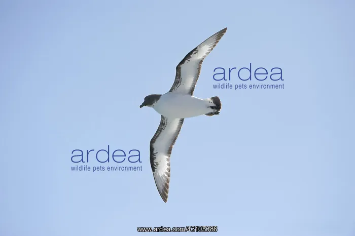 : Cape Petrel : Cape Petrel