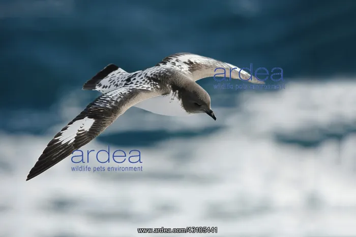 : Cape Petrel : Cape Petrel