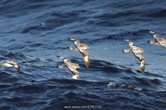 : Cape Petrel - Antarctica : Cape Petrel - Antarctica