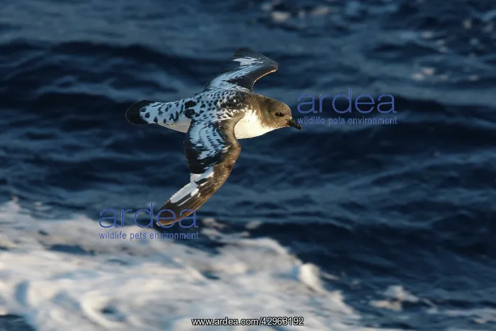 : Cape Petrel - Antarctica : Cape Petrel - Antarctica