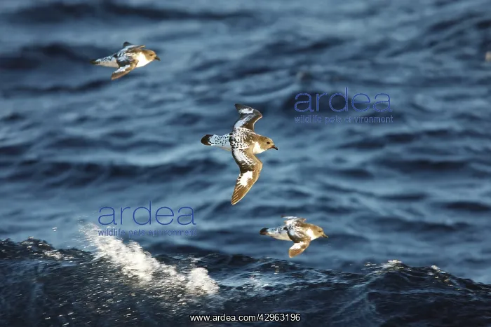 : Cape Petrel - Antarctica : Cape Petrel - Antarctica