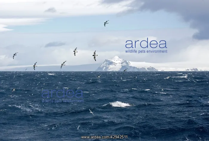: Cape Petrel / Cape Pigeon - In flight over Antarctic : Cape Petrel / Cape Pigeon - In flight over Antarctic