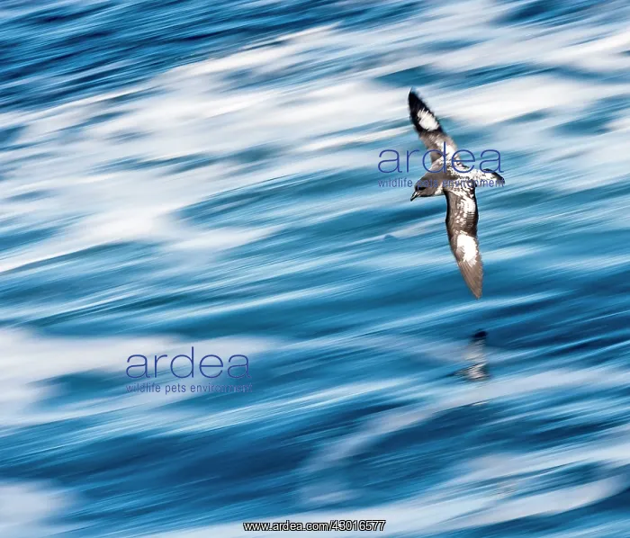 : Cape Petrel / Cape Pigeon / Pintado Petrel in flight : Cape Petrel / Cape Pigeon / Pintado Petrel in flight