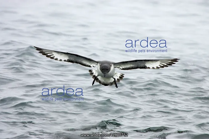 : Cape Petrel - coming in to land : Cape Petrel - coming in to land