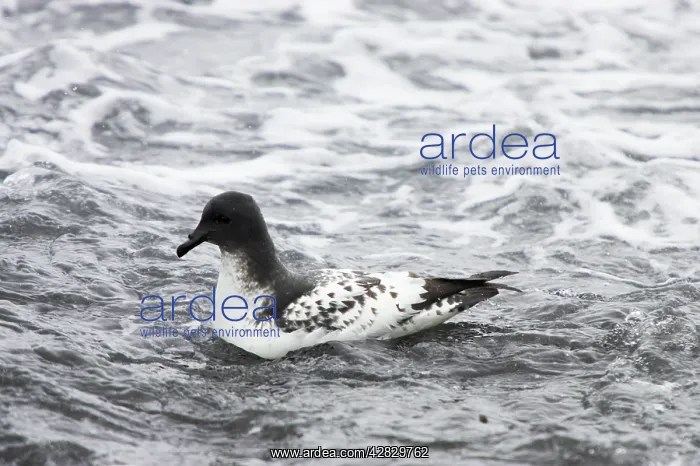 : Cape Petrel - feeding on sea surface : Cape Petrel - feeding on sea surface