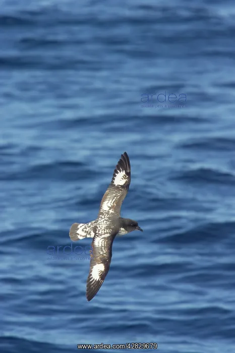 : Cape Petrel - in flight : Cape Petrel - in flight