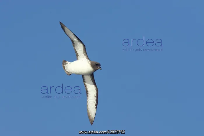 : Cape Petrel - in flight : Cape Petrel - in flight