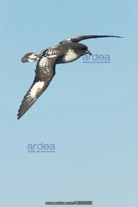 : Cape Petrel - In Flight : Cape Petrel - In Flight