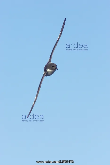 : Cape Petrel - in flight : Cape Petrel - in flight
