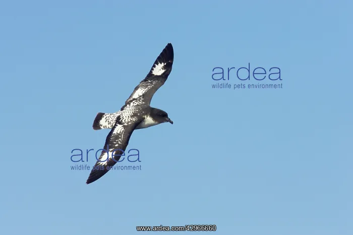 : Cape Petrel - in flight : Cape Petrel - in flight
