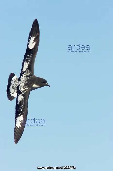 : Cape Petrel - in flight : Cape Petrel - in flight