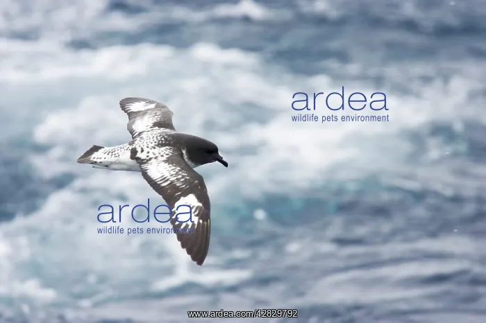: Cape Petrel - in flight over sea : Cape Petrel - in flight over sea