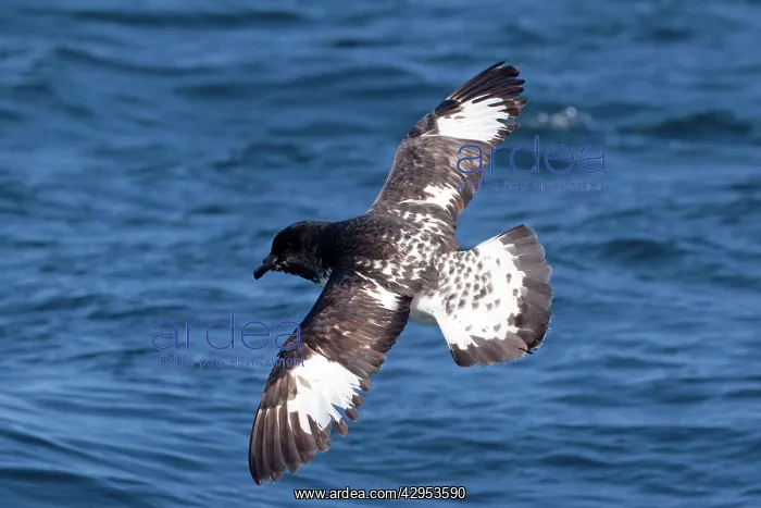 : Cape Petrel - in flight over sea : Cape Petrel - in flight over sea