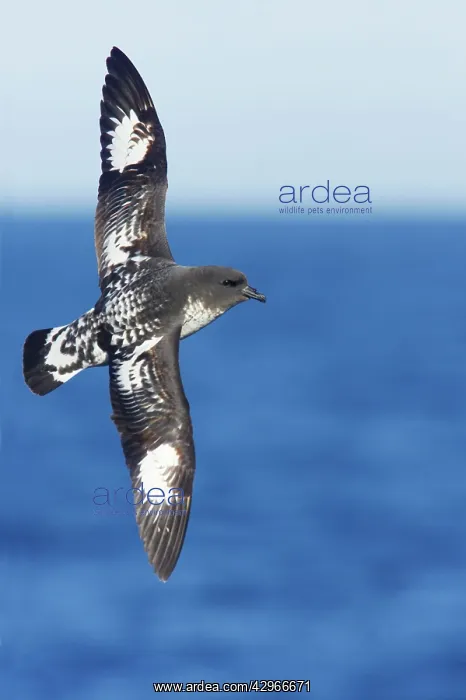 : Cape Petrel - in flight over sea : Cape Petrel - in flight over sea
