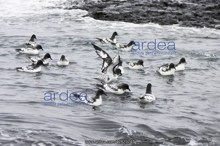 : Cape Petrel - flock feeding in shallows : Cape Petrel - flock feeding in shallows