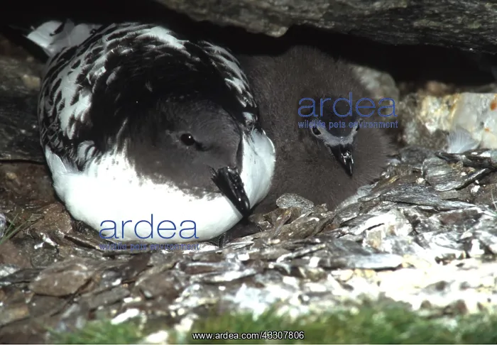 : CAPE PETREL / Pintado Petrel / Cape Pigeon - adult : CAPE PETREL / Pintado Petrel / Cape Pigeon - adult