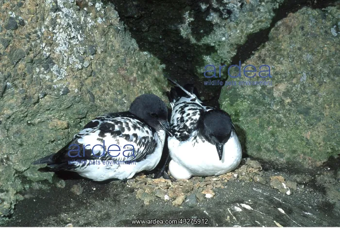 : CAPE PETREL / Pintado Petrel / Cape Pigeon - pair nesting : CAPE PETREL / Pintado Petrel / Cape Pigeon - pair nesting